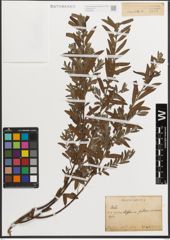 Foto von Salix L.